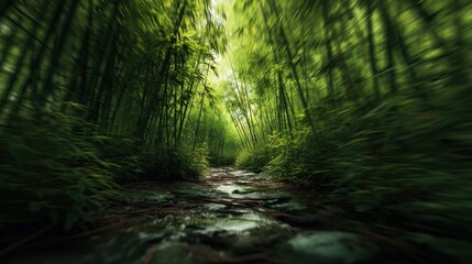 Obraz premium Bamboo forest path