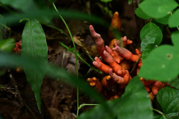 猛毒の炎　森に潜むカエンタケ