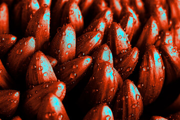 Digitally enhanced macro of chrysanthemum petals in vivid orange with turquoise color speckles....