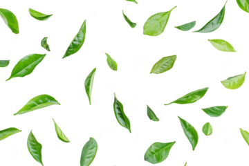 A collection of green tea leaves scattered artistically on a white background. their natural shapes and textures. ideal for culinary or wellness-related projects