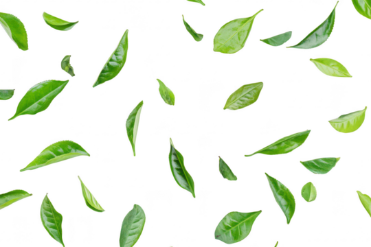 A collection of green tea leaves scattered artistically on a white background. their natural shapes and textures. ideal for culinary or wellness-related projects