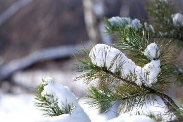 Christmas tree. pine branch in the snow. branches of a snow-covered coniferous tree. close-up. tree in winter forest. natural background. spring time. winter season, cold time. autumn, first frost