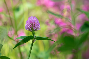 Red Clover, Trifolium pratense, in a typical meadow environment. delicate flower, on a light green natural background. macro nature. wild flower. pink clover, flower in the field. close-up