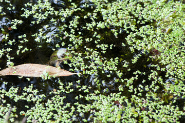 Marsh frog, Pelophylax ridibundus, in nature habitat. Wildlife scene from nature, green animal in water. Beautiful frog in dirty water in a swamp. close-up amphibian. frog in the pond, algae, duckweed