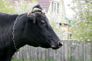 cow. Dairy cow in the pasture. black young cow, stands on green grass. spring day. milk farm. home animal. cattle. the cow is grazing in the meadow. close-up. animal near the house