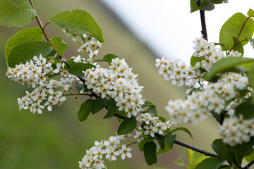 Prunus padus. common bird cherry. flowering tree. small white flowers on a branch. wild growing tree. bird cherry bush in spring, young green leaves. close-up. beauty of nature. natural background
