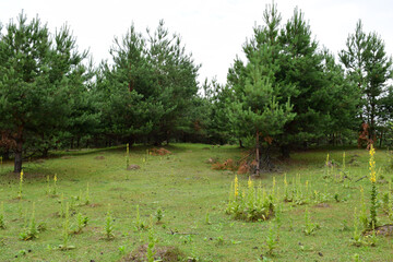 Tall Verbascum thapsus plants, commonly known as common mullein, with bright yellow flower spikes blooming. medicinal plant. amidst lush greenery, in a tranquil forest, young pines. summer day