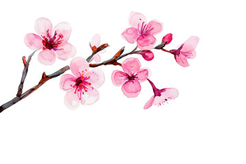 Delicate pink cherry blossom branch with petals against a clean white background. symbolizing spring and renewal. ideal for nature-themed designs and seasonal marketing materials