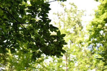 Green leaves on the tree crown, natural background. light through the tree crown. a sunny summer or spring day, in a forest or park. beauty of nature, fresh air. branches with leaves on a tree.