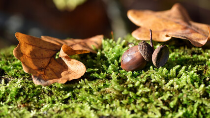 the acorn lies on the green moss of the autumn forest. juicy green moss and acorn, spring in the forest, bright natural background. acorn in an oak park, close-up, place for text