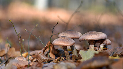 Armillaria. mushrooms under the tree in the autumn forest in the leaves. dry leaves and a group of mushrooms, in a forest or park. beautiful autumn background. mushroom picking season. close-up