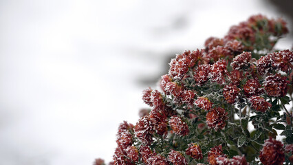 flowers late autumn. Rime. morning frost. Bushes chrysanthemums covered with frost. first frosts. cold season. low temperature. winter background. close-up. autumn morning frosts, garden, flowerbed