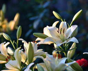 Lilium. white lily field. beautiful lily flower, close-up. delicate white lilies in the garden, in the flowerbed. floral background. blurred natural background. summer garden, flowering season