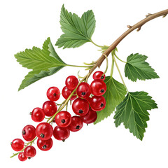 ripe red currant branch isolated on transparent background