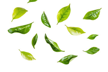 A collection of green tea leaves scattered artistically against a clean white background. their natural beauty and freshness. ideal for culinary or wellness-themed content