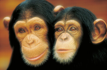 A portrait of two chimps 