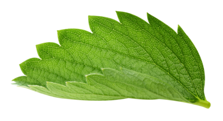 Strawberry leaf isolated on transparent background Strawberry leaf PNG