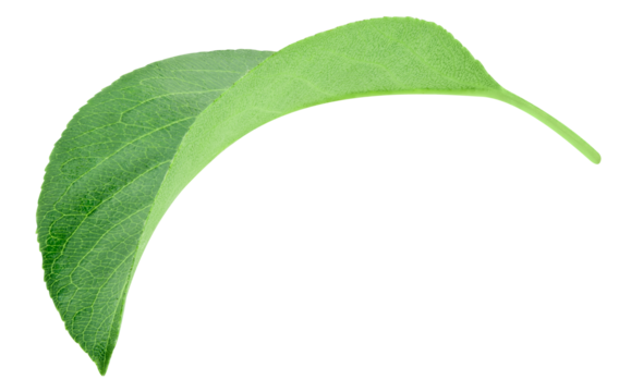 Pear leaf isolated on a transparent background. Leaf pear with PNG. Pear leaf macro shot