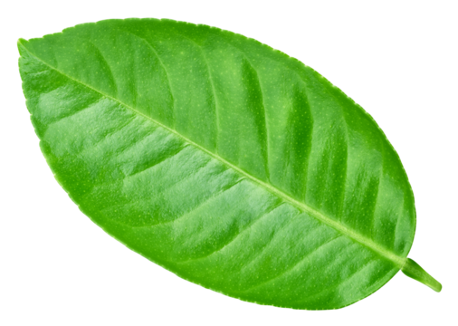 Citrus leaves with PNG. Lemon leaves isolated on a transparent background. Lemon leaves, full macro