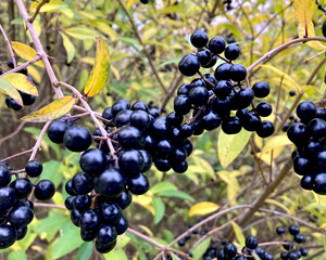 Black Privet berries with leaves of Ligustrum vulgare.