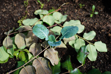 Young broccoli plant. Growing broccoli seedling in the vegetable garden or greenhouse. Young broccoli seedling in ground. Garden work. Lifestyle of self-sufficiency. Farming and gardening.