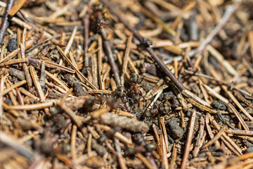 Close-up shot of ants actively moving across a forest floor covered with pine needles and small twigs. The scene highlights the insects’ busy behavior in their natural habitat. Ideal for nature
