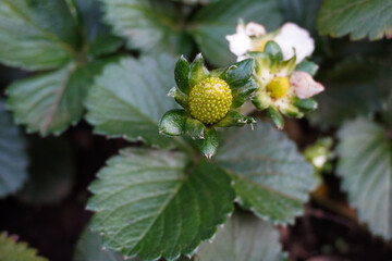 Strawberry flowers and developing green fruits on an organic strawberry plant in the vegetable garden. Green leaves of strawberry plants. Concept of the farming and gardening. 