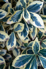 Variegated foliage of a beautiful plant showcasing rich green and creamy white colors