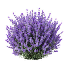 Lavender bush with purple flowers png floral png aromatic png herb png garden png plant png nature png violet png bloom png spring png transparent background image [memory:6]