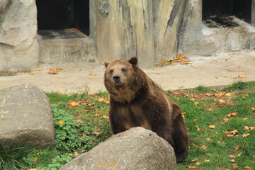 Beautiful brown bear sitting near a cave entrance with a close-up of its expressive face. 