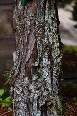 Obraz premium Japanese umbrella pine (Koya-maki). Sciadopityaceae evergreen conifer. The wood is highly water-resistant and has a beautiful tree shape, so it is used as a garden tree.