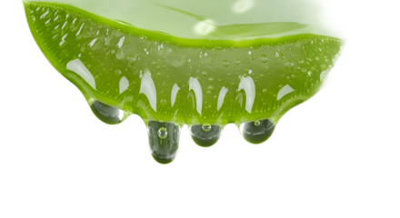 Aloe vera leaf with water drops natural plant green freshness herbal medicine beauty care skin health remedy on transparent background