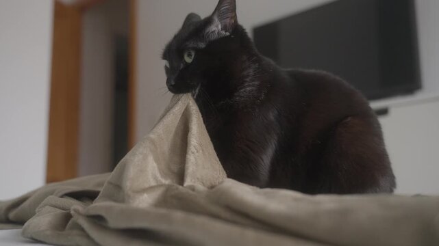 Black cat biting soft blanket, kneading paws