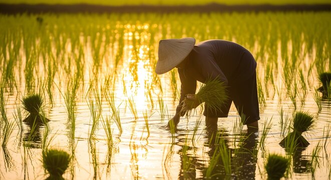 Farmer planting rice seedlings in a paddy field at sunrise, traditional agriculture and rural farming lifestyle, sustainable food production and agricultural labor in Asia countryside