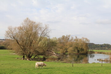 Fototapeta premium Cow Grazing in a Peaceful Riverside Meadow on an Autumn Day