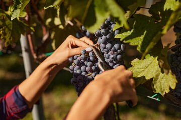 Hands carefully cut ripe grapes from the vine on a family-run vineyard. This scene represents the diligent work involved in seasonal grape harvesting.