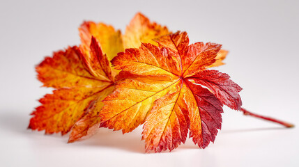 Close up of two vibrant autumn leaves showing transition from yellow to red on white background