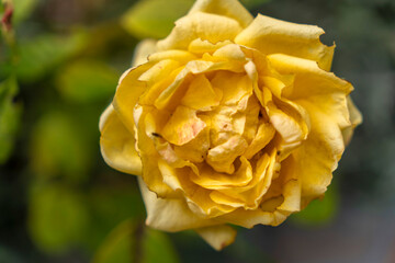 Beautiful yellow rose in full bloom showcasing petals in garden setting during sunny day