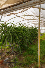 Dragon fruit pitaya cacti growing inside greenhouse farm
