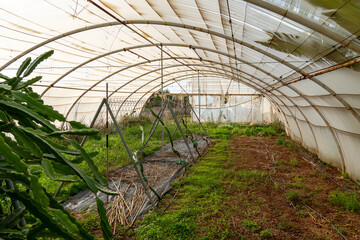 Dragon fruit plants growing inside rustic greenhouse farm