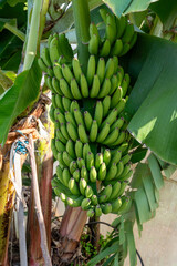 Green bananas growing on a banana tree plantation