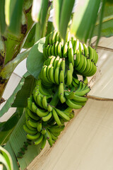Green unripe bananas growing on a banana tree