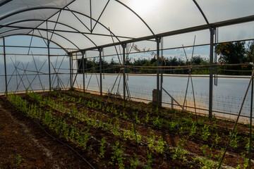 Greenhouse farming with young plants growing in rows