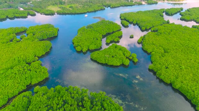 Anavilhanas archipelago, flooded amazonia forest in Negro River, Amazonas, Brazil. Aerial drone view.