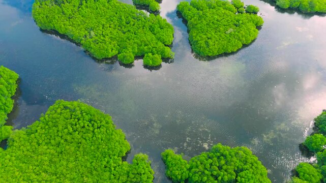 Aerial drone view of the vibrant green flooded Amazonia forest islands forming the Anavilhanas archipelago in the Negro River, Amazonas, Brazil.