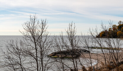 Bare branches on the lake