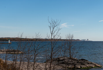 Bare tree branches on the lake