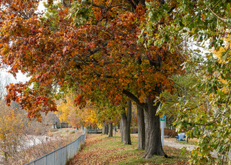 autumn leaves in the park