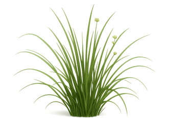Fototapeta premium Fresh green chives growing, culinary herb with buds, adding flavor to cooking, plant on transparent background