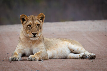 African Lion, South Africa, Kruger National Park
King of the jungle, Carnivore